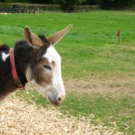 Und da haben wir einen Donkey :)